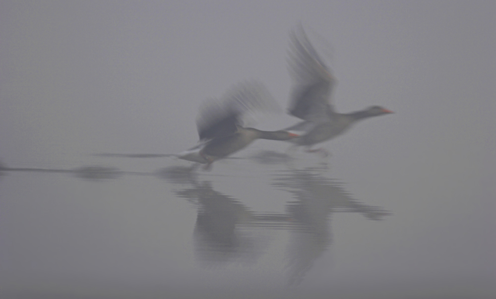 Graugänse im Nebel