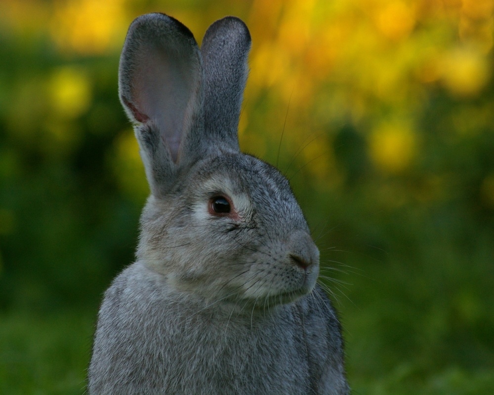 kleiner Riese