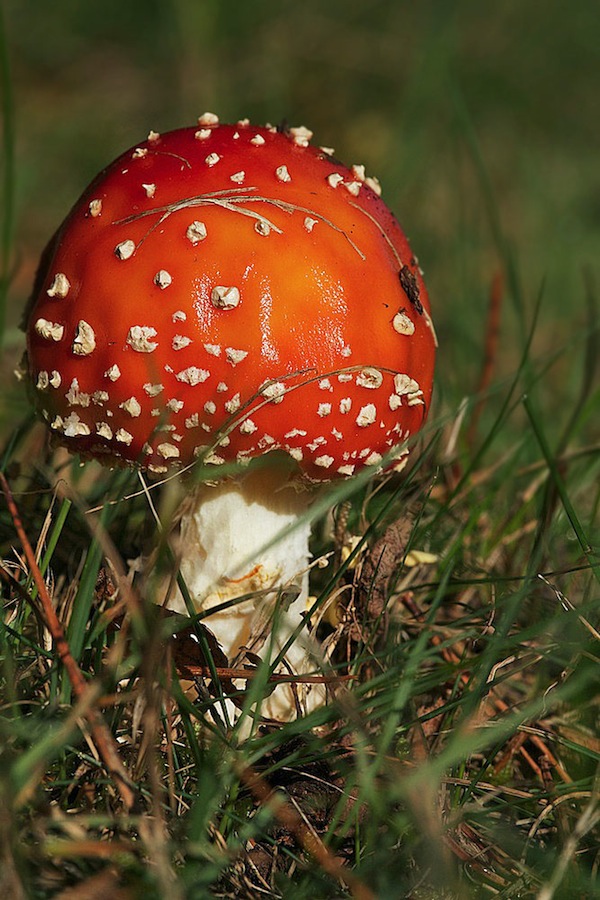 De Hoge Veluwe