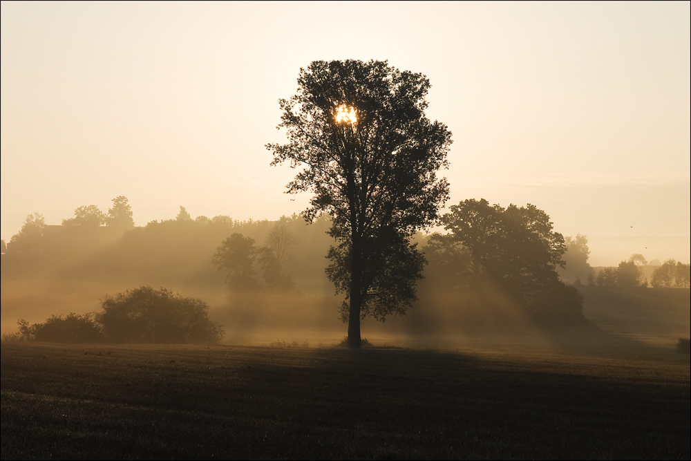 Der Baum