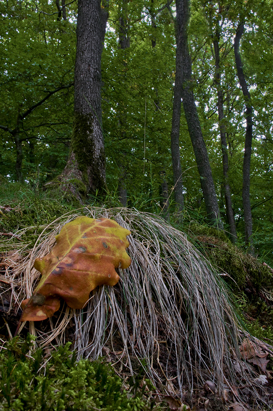 Ein bisschen Herbst!