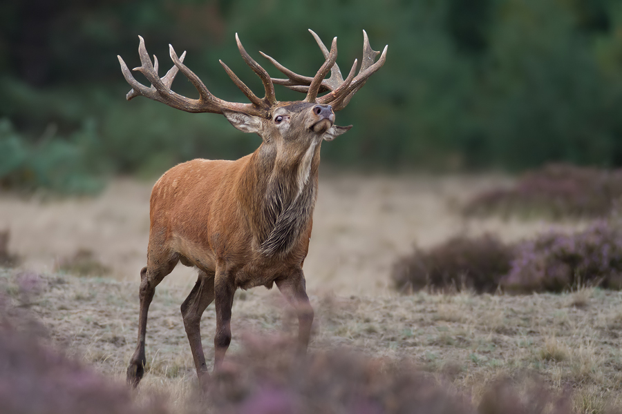 Rothirsch (Cervus elaphus)