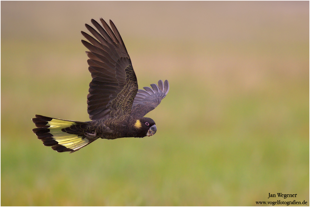 Gelbohr Rabenkakadu (Calyptorhynchus funereus) Yellow-tailed Black Cockatoo