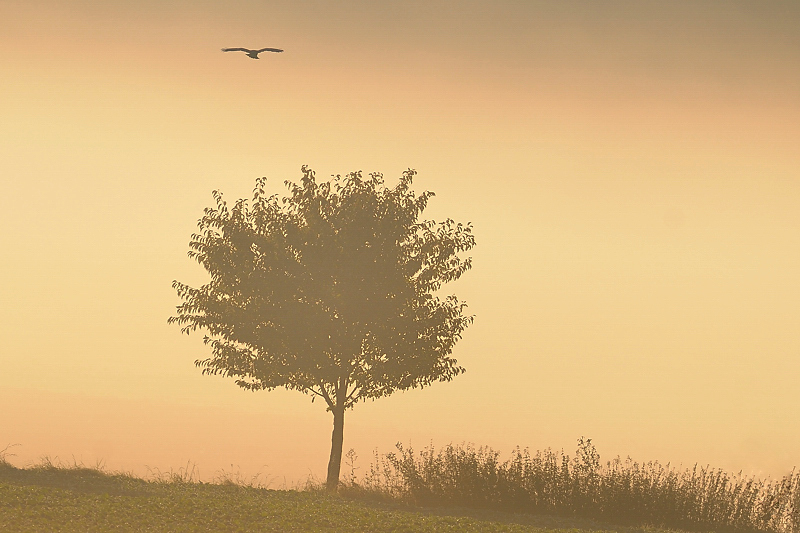 Guten Morgen Herbst