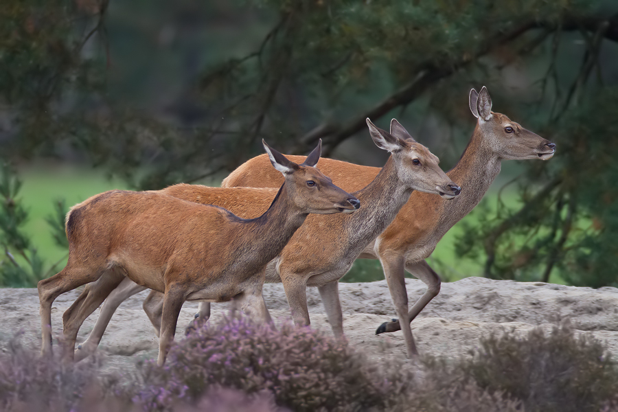 Rothirschkühe (Cervus elaphus elaphus)