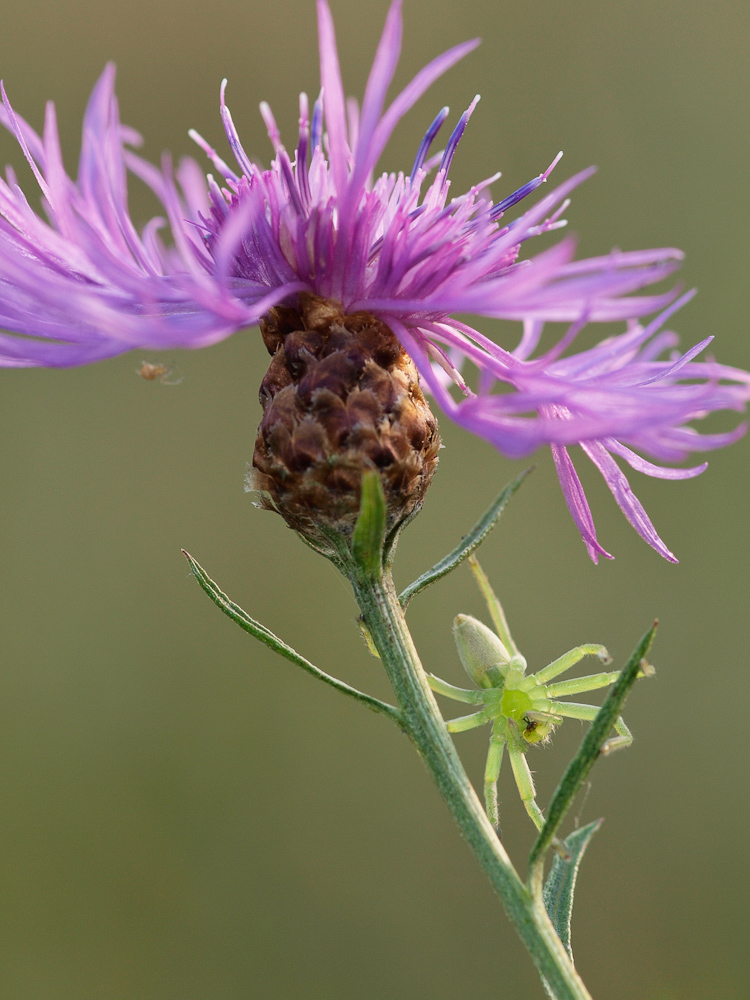 Huschspinne auf Flockenblume