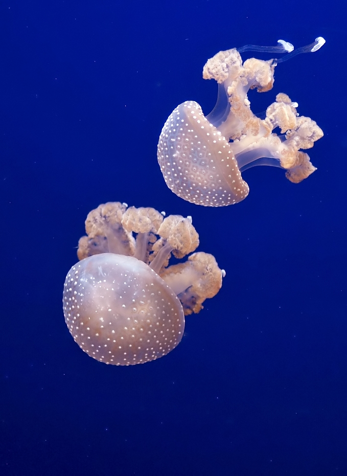 Phyllorhiza punctata II