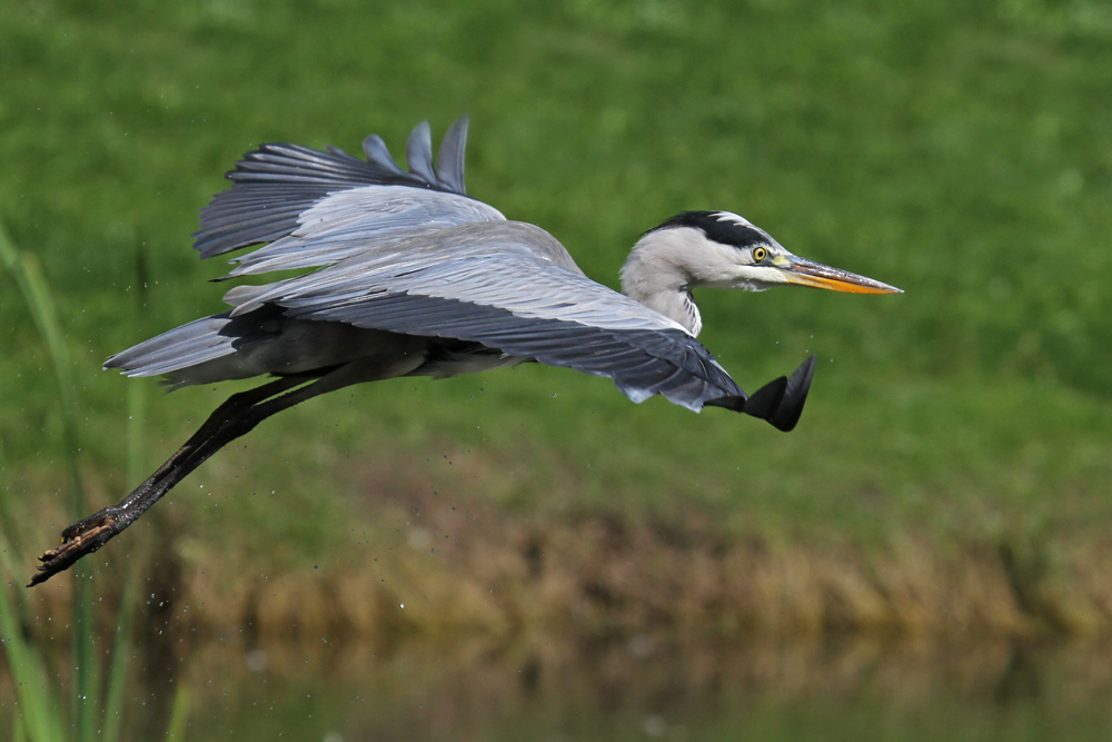 Flugschau