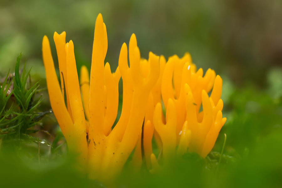 Goldgelbe Koralle (Ramaria aurea)