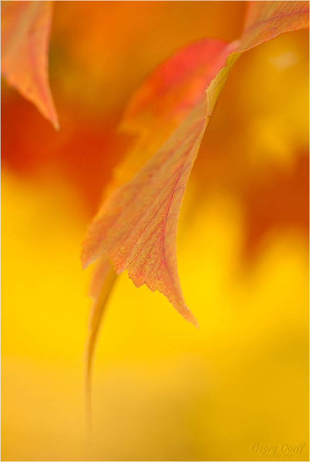 ~ Herbstfarben ~