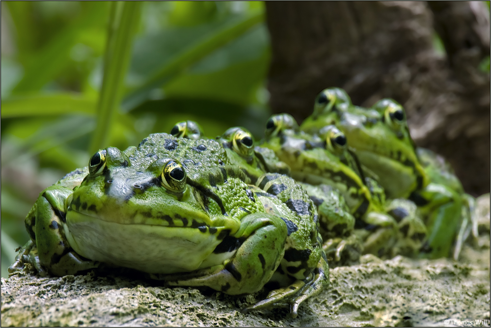 [ Teich - Frosch - Polonäse ]