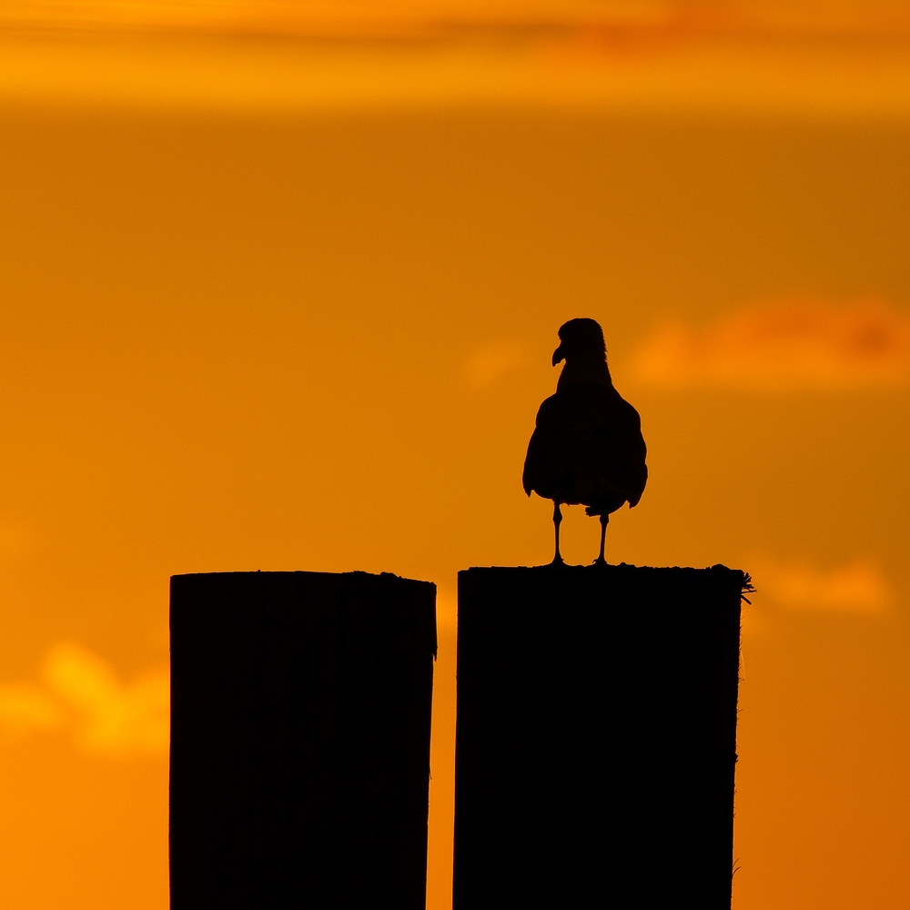 Möwen-Silhouette im Sonnenuntergang