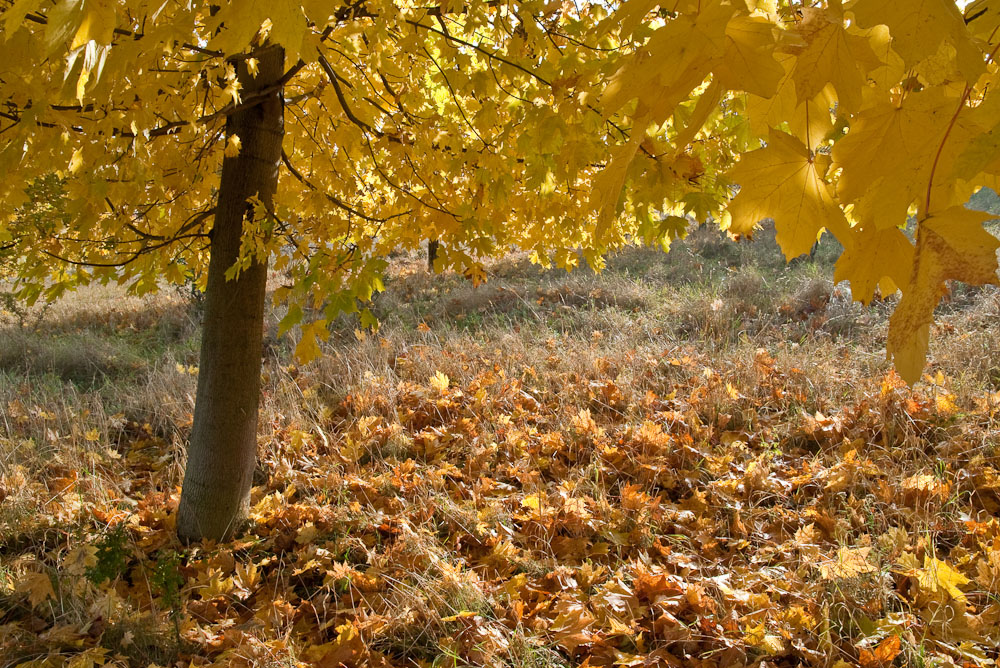 Herbst