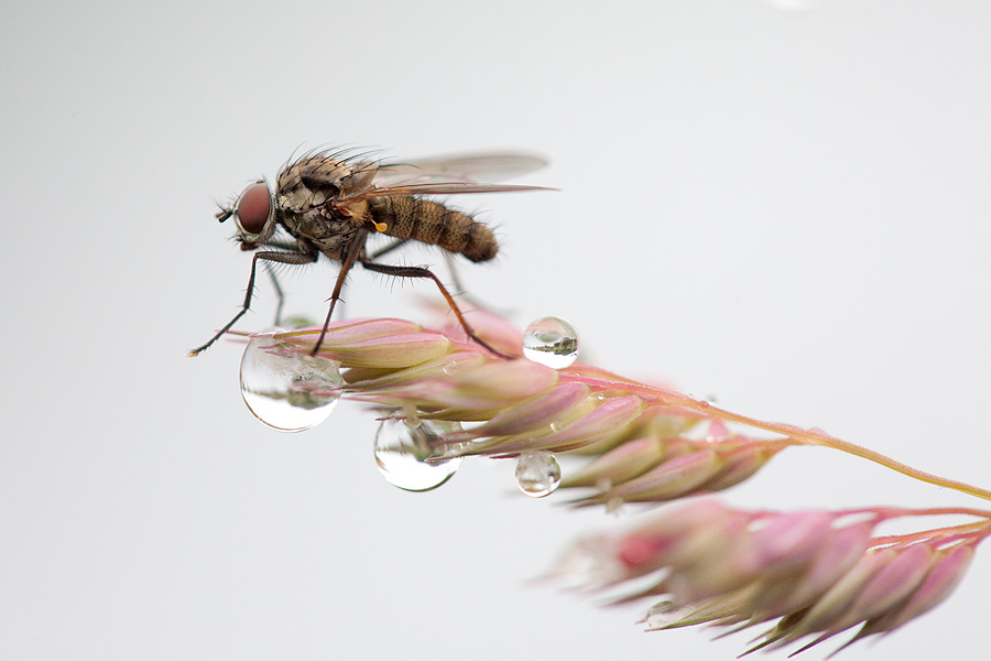 nur eine Fliege ...