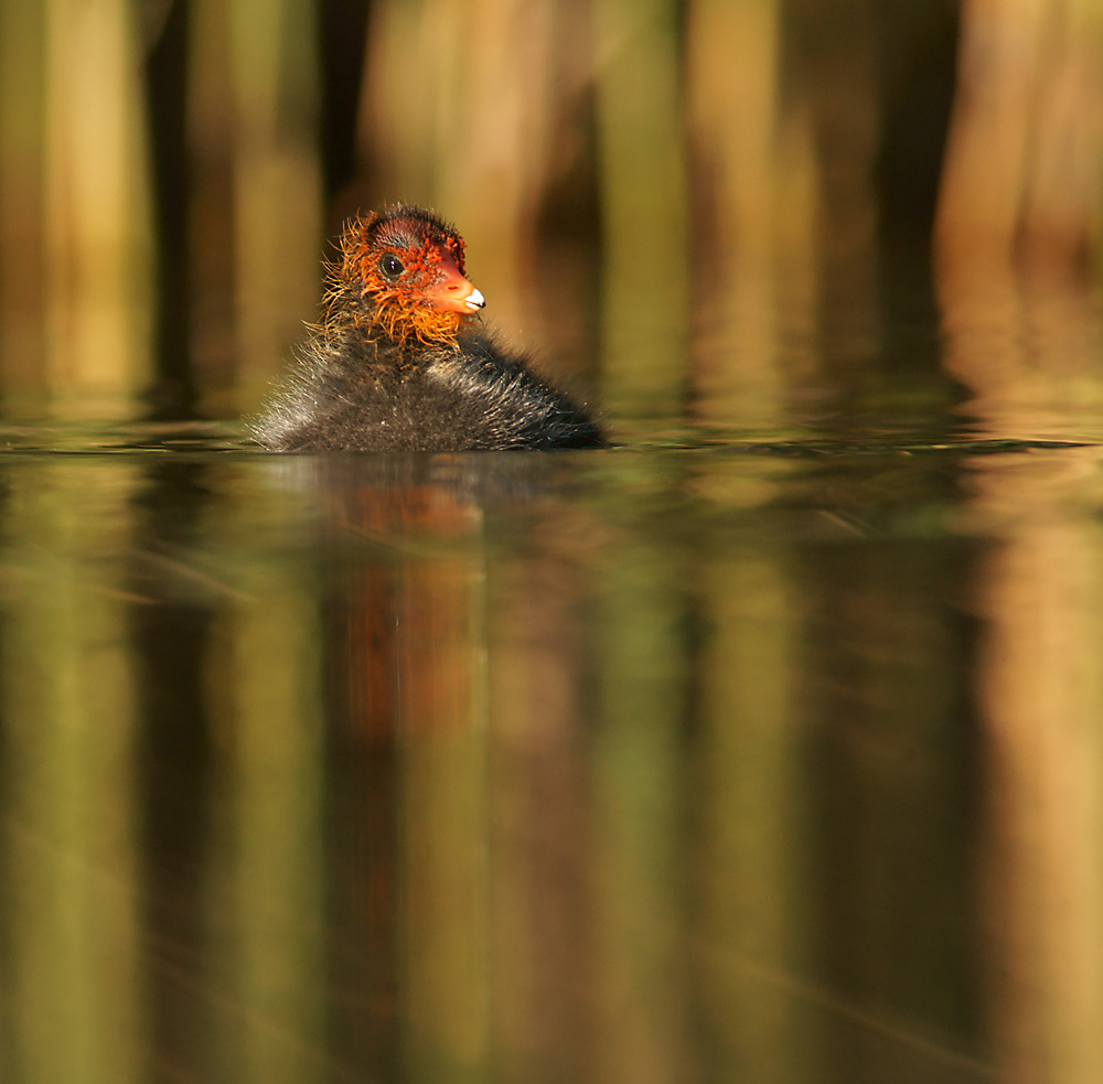 Blässralle Jungvogel