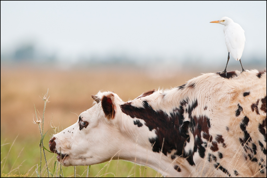 ~Cow-Surfer~