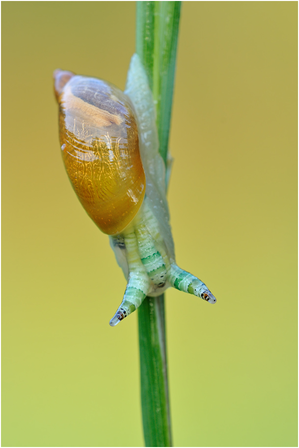 - Todesurteil Parasitenbefall Teil II-