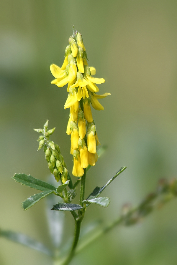 Hoher Steinklee - Melilotus altissima