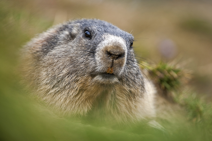 Alpenmurmeltier