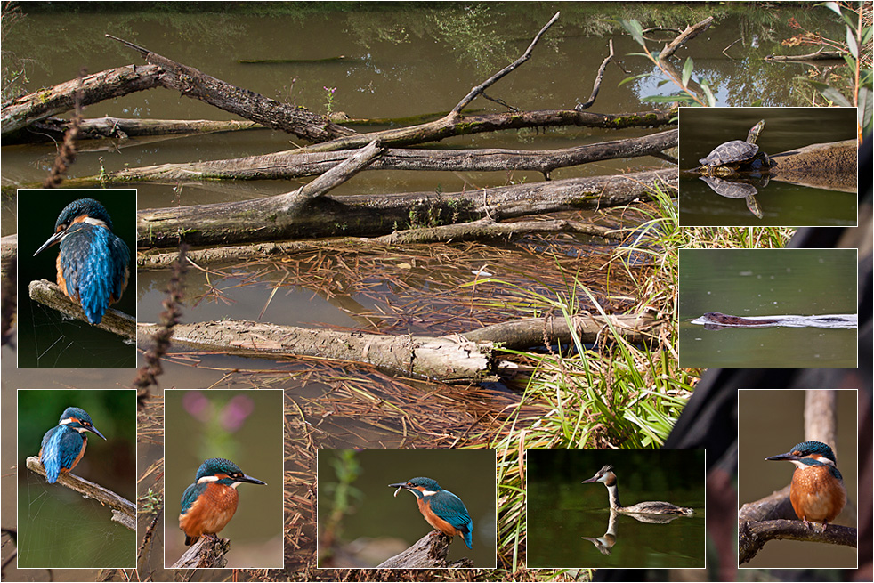 Eisvogel-Location