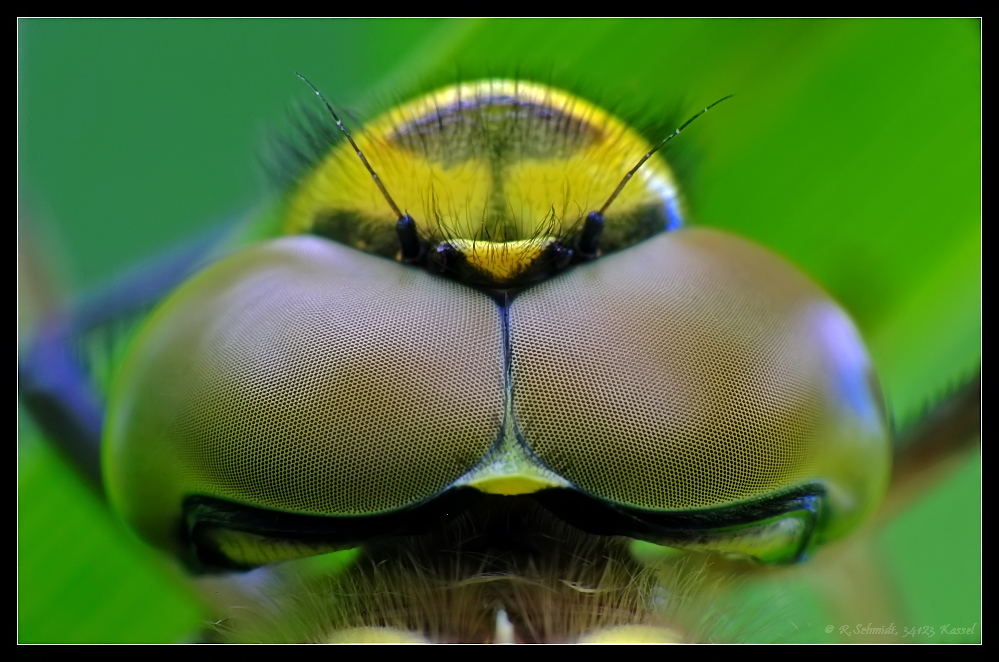 Kopf einer Grosslibelle