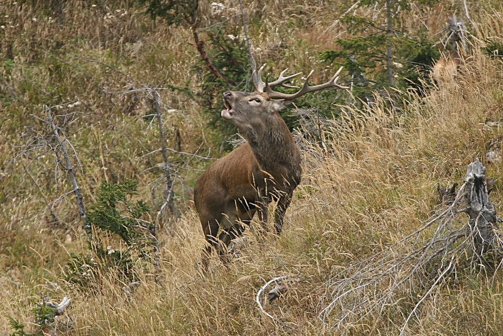Brunft im Gebirge