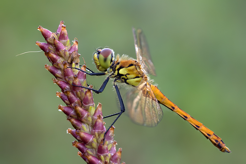 Sympetrum depressiusculum – Sumpf-Heidelibelle