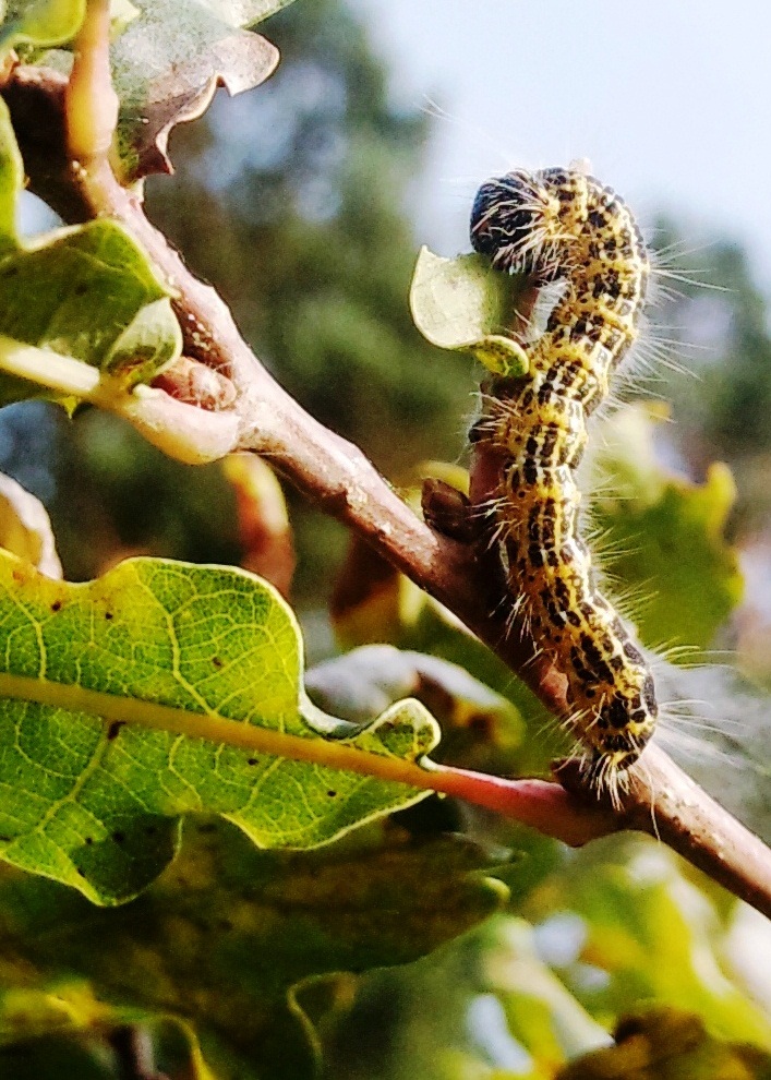 Raupe des Mondflecks ( Phalera bucephala)