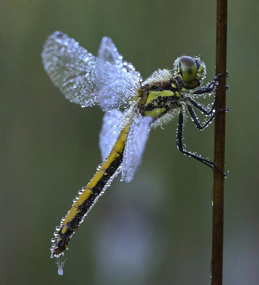Heidelibelle mit Anhang
