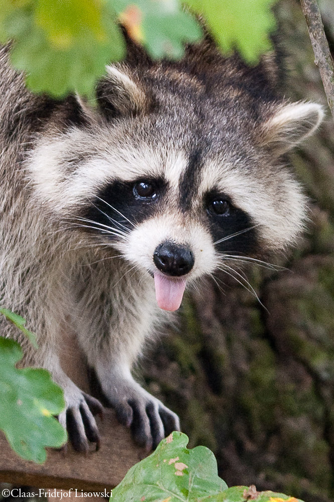 Frecher Waschbär