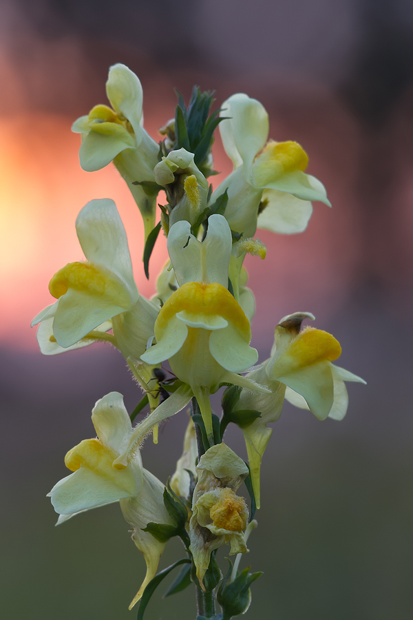 Echtes Leinkraut (Linaria vulgaris)