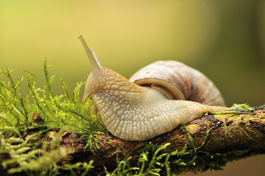 Schnecke (Forum für Naturfotografen)