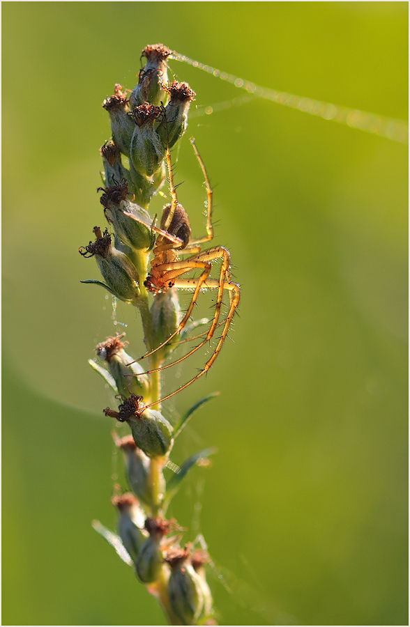 *Herbstspinne (Männchen)*