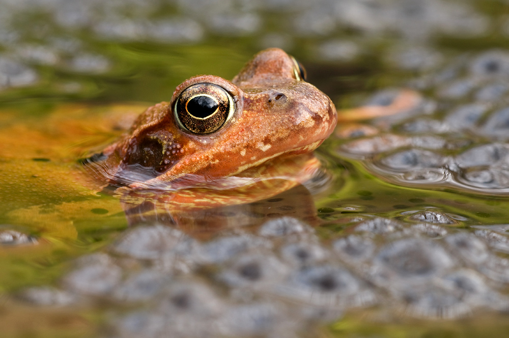 Grasfrosch im Laich