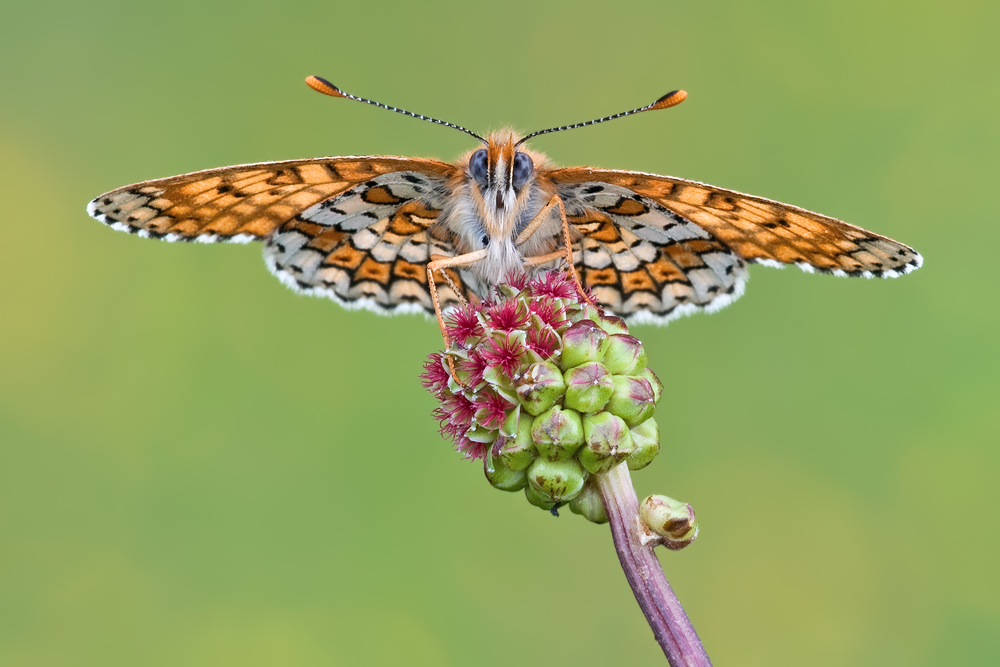 ~ Melitaea cinxia ~