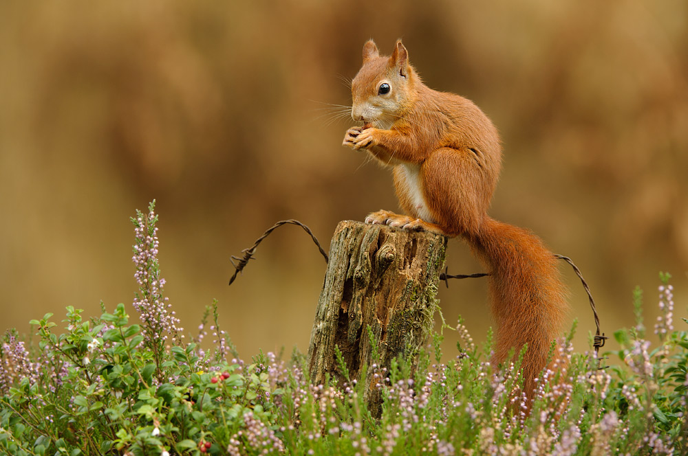 Red squirrel