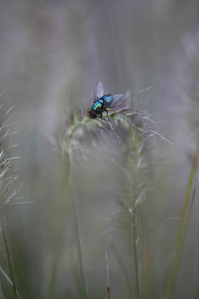 Goldfliege im Farbenwald