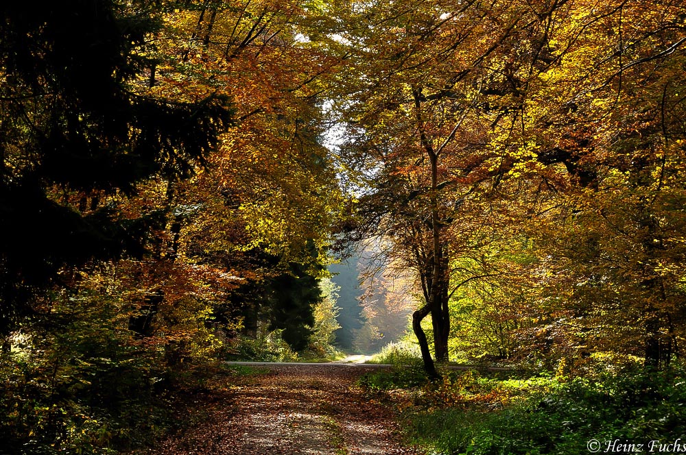 Herbstwald