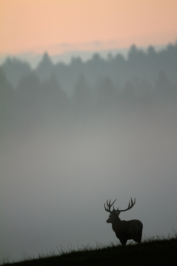 Der Blick durch den Nebel