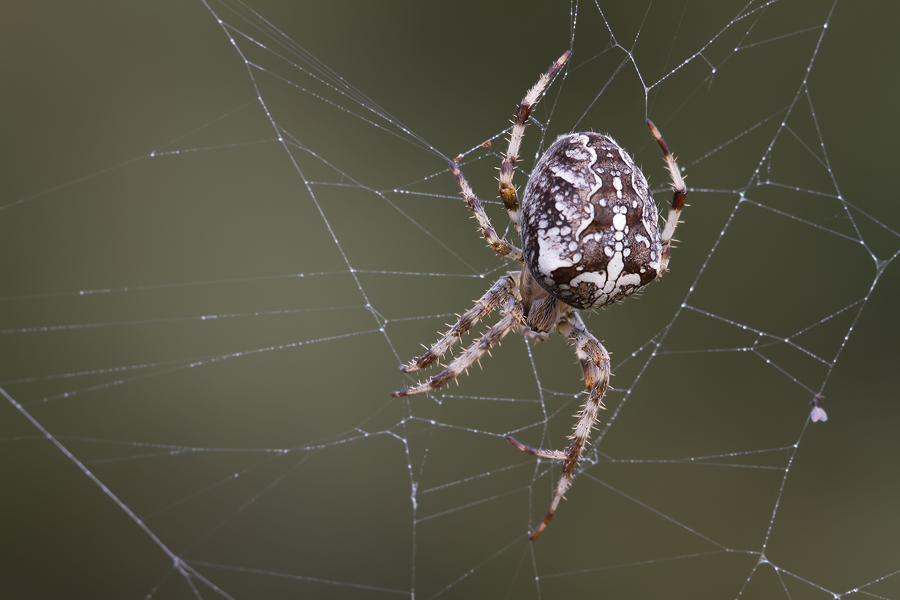 Gartenkreuzspinne (Araneus diadematus)