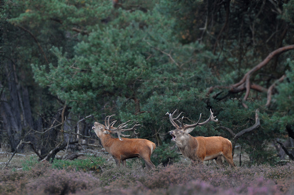 Rivalen in der Heide