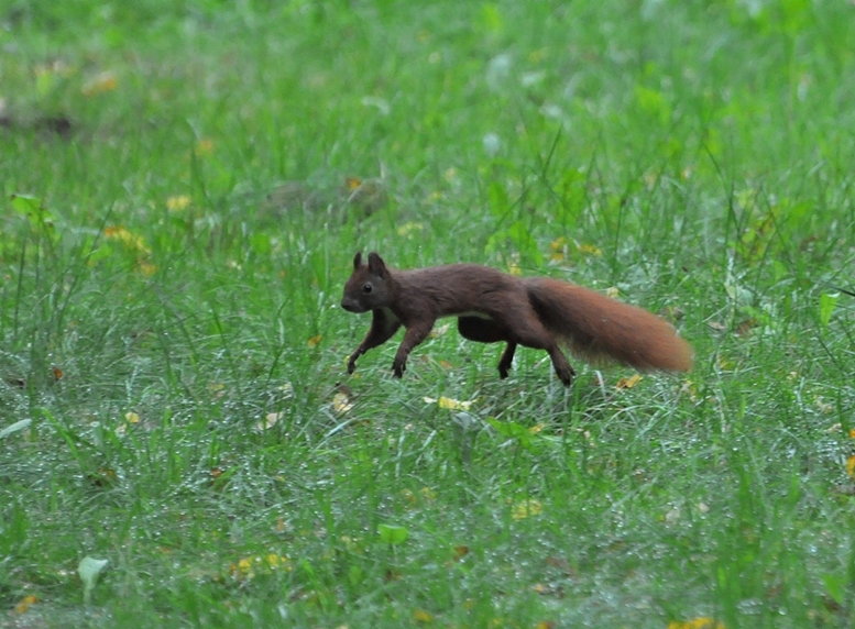 einer flog durch`s Gras