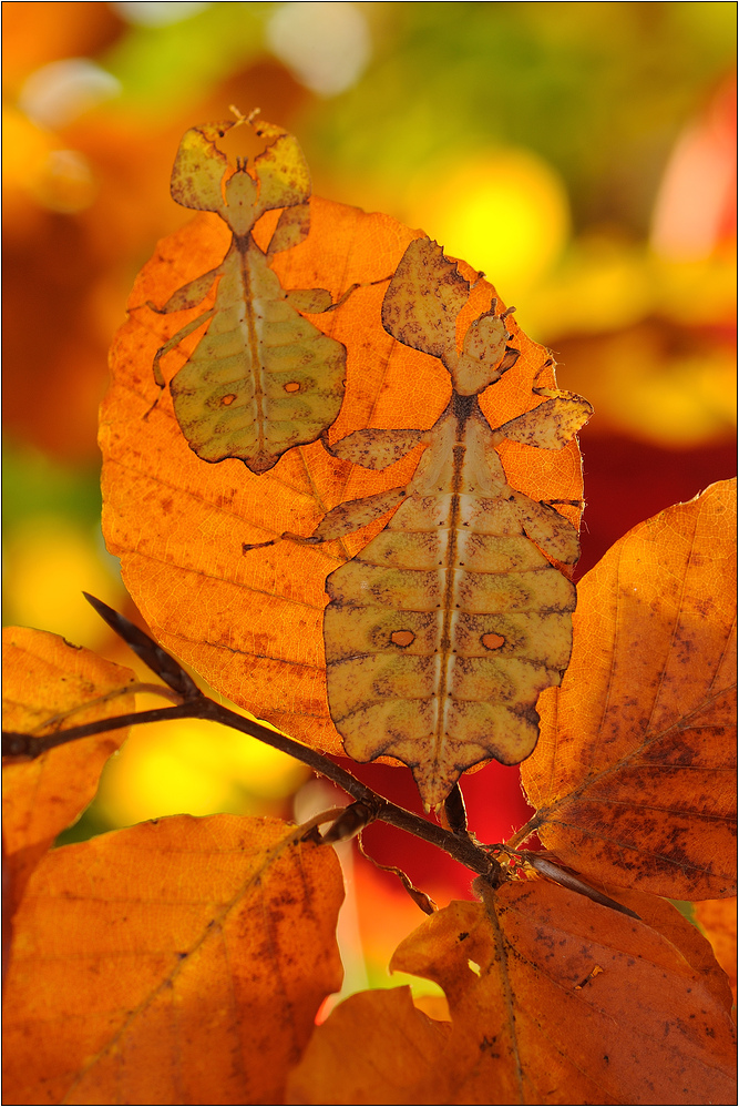~ Wandelnde Herbstblätter ~