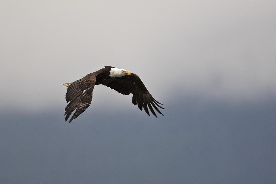 Weißkopfseeadler