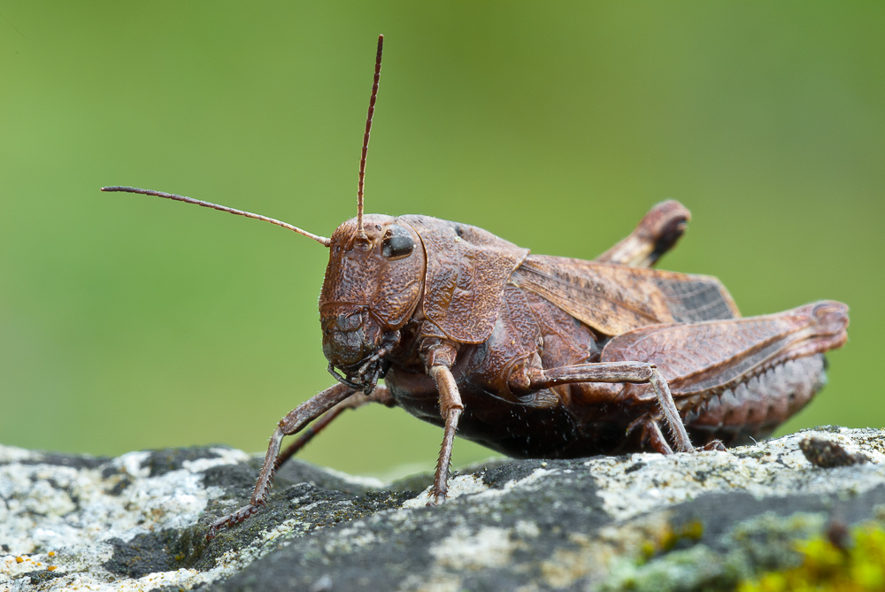 Psophus stridulus