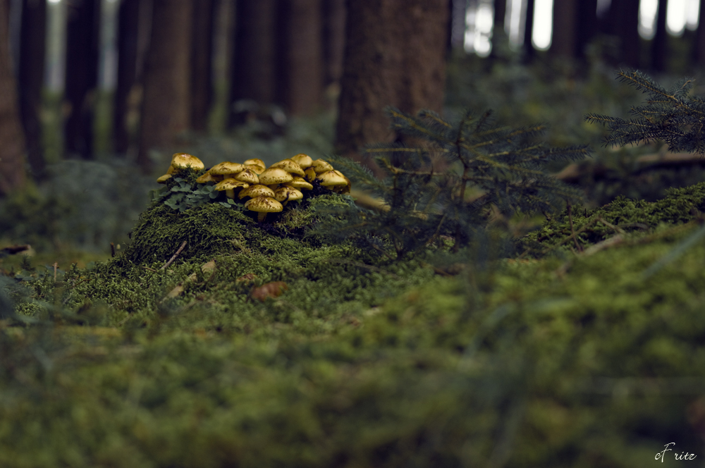 Rein in den Wald