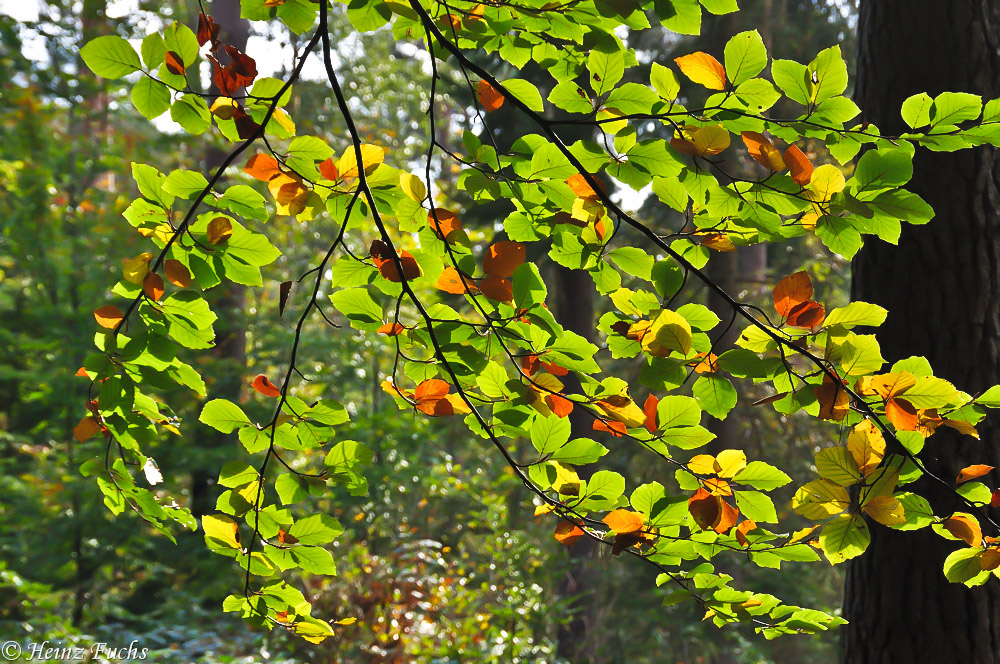 Herbst