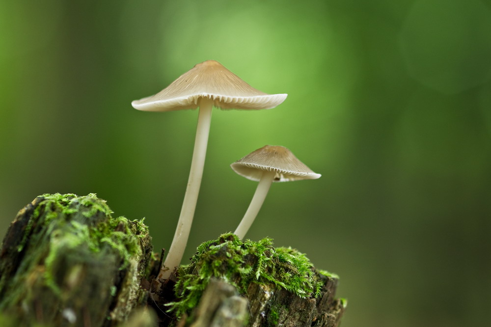 Mycena galericulata