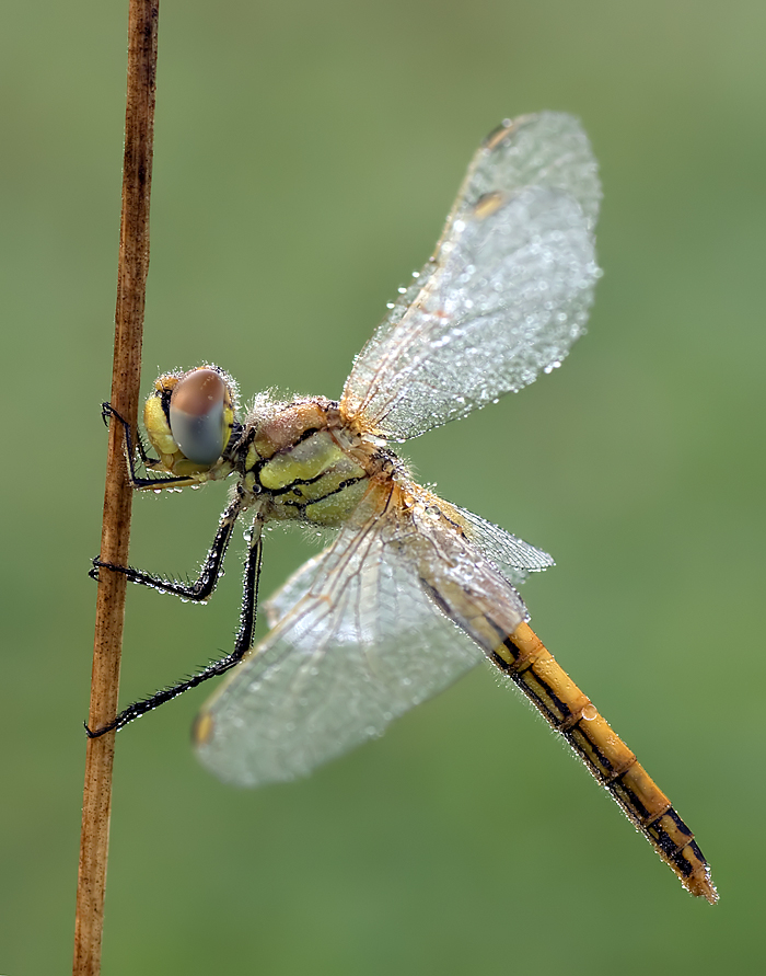 Frühe Heidelibelle