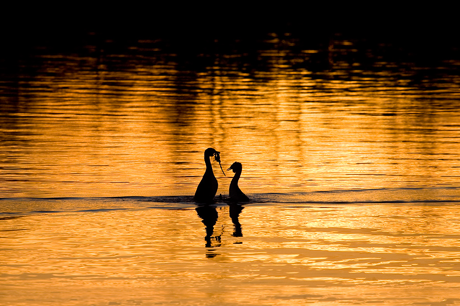 Abendtanz ...